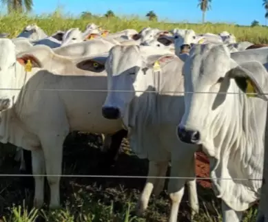 UEMS leiloa 45 bovinos em julho; lotes valem R$ 131 mil