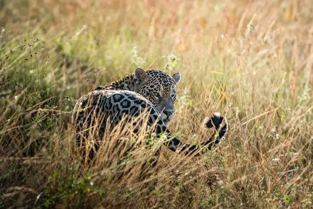Onça-pintada dá piscadinha em foto rara no Pantanal