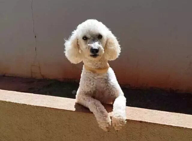 Poodle epiléptico desaparece em Campo Grande e família busca ajuda