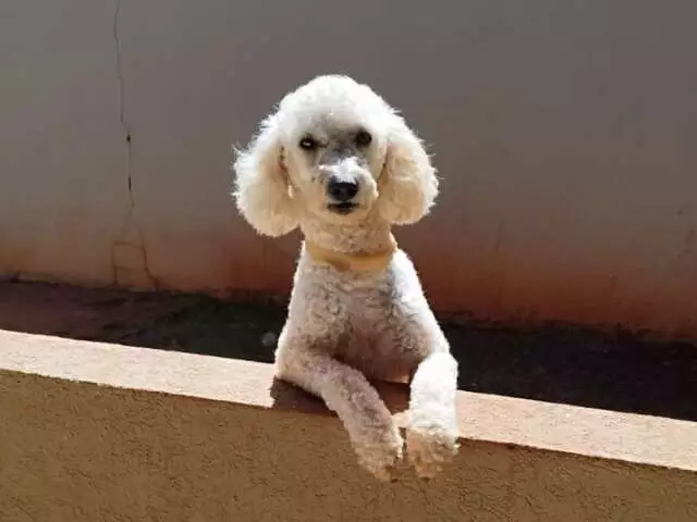 Poodle epiléptico desaparece em Campo Grande e família busca ajuda