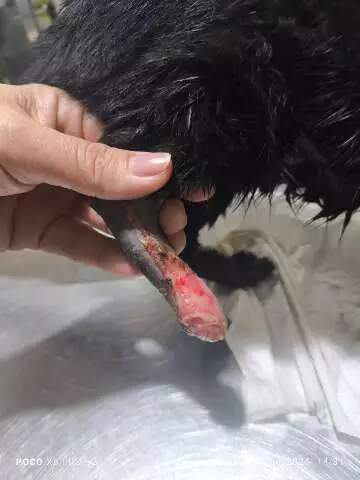 Gatinha mutilada e queimada é resgatada no Rio Brilhante