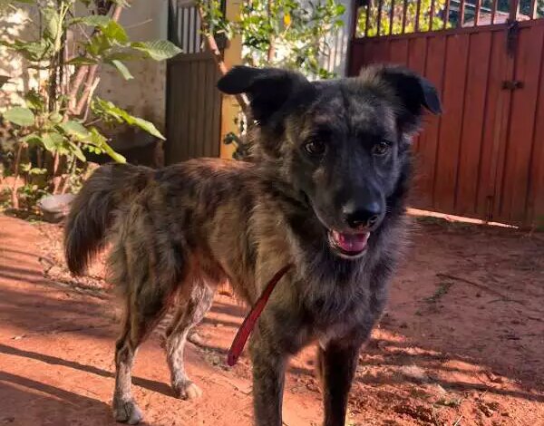 Cachorro encontrado em posto de Campo Grande busca dono