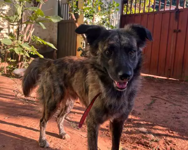 Cachorro encontrado em posto de Campo Grande busca dono