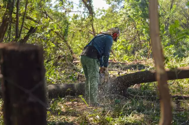 Leucena: por que cortar árvores pode salvar o Cerrado