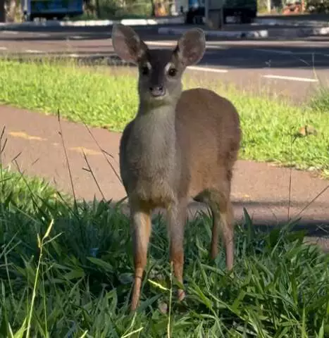 Veado é flagrado na Avenida Afonso Pena em Campo Grande