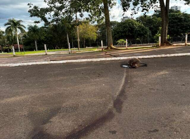 Capivara é encontrada morta em Afonso Pena em Campo Grande