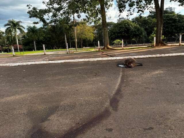 Capivara é encontrada morta em Afonso Pena em Campo Grande
