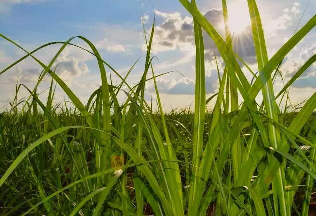 MS se torna 4º maior produtor de cana-de-açúcar do Brasil