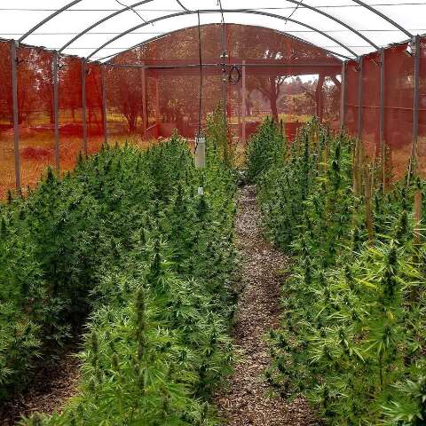 Audiência discute cannabis medicinal gratuita em Campo Grande