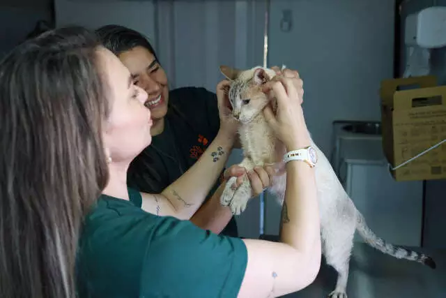 Consultório móvel veterinário gratuito em Oliveira II
