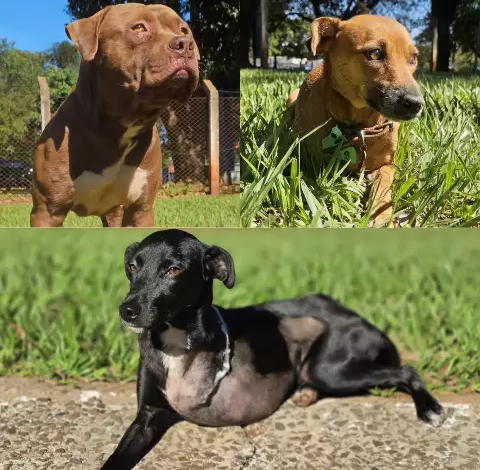 CCZ Campo Grande encaminha 164 animais para adoção em 2024