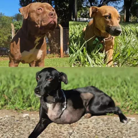 CCZ Campo Grande encaminha 164 animais para adoção em 2024