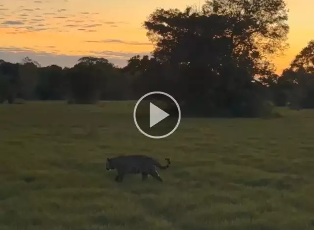 Onça Surya e conjunção entre Lua e Vênus no Pantanal