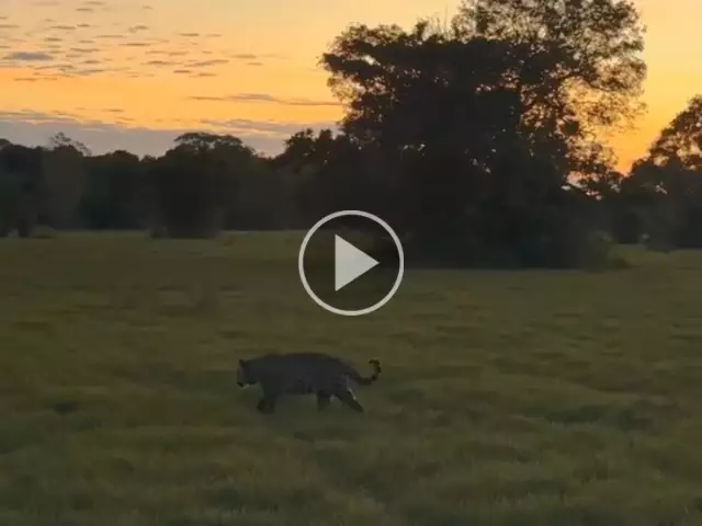Onça Surya e conjunção entre Lua e Vênus no Pantanal