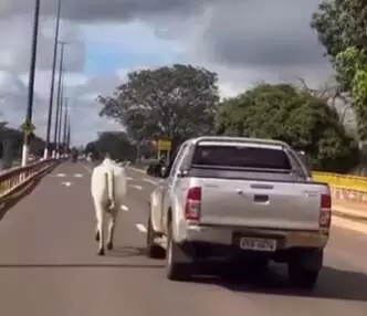 Boi é flagrado correndo na avenida de Campo Grande