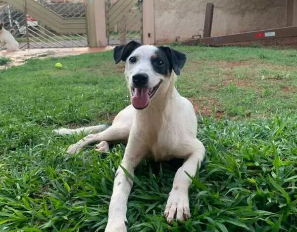 Cadela Olívia desaparece no Jardim TV Morena em Campo Grande
