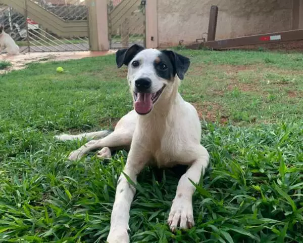 Cadela Olívia desaparece no Jardim TV Morena em Campo Grande