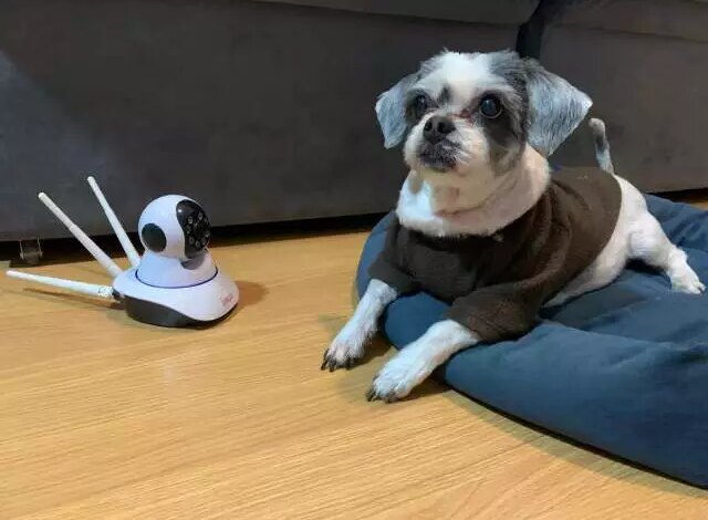 Babá eletrônico para pets: quando ajuda e quando atrapalha