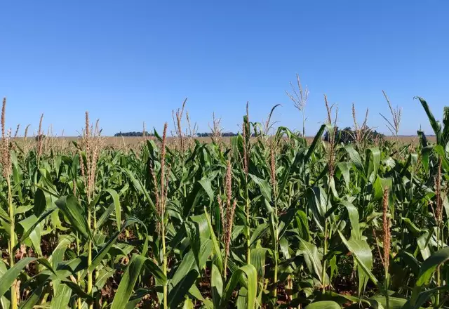 Colheita do milho 2025/2026 em MS tem atraso de 4,1%
