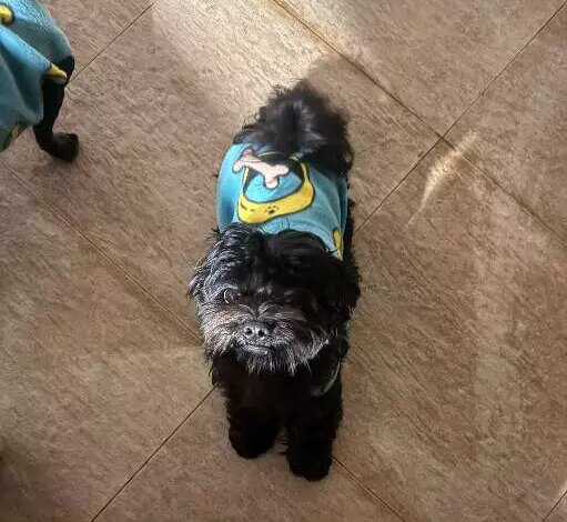Cachorro Apolo desaparece em Campo Grande; família busca