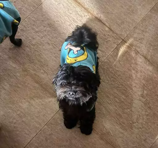 Cachorro Apolo desaparece em Campo Grande; família busca