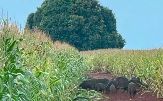 Javalis em MS: painel mapeia 243 animais em 4 municípios