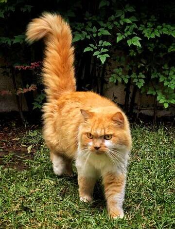 Gato encontrado em Tiradentes busca dono em Campo Grande