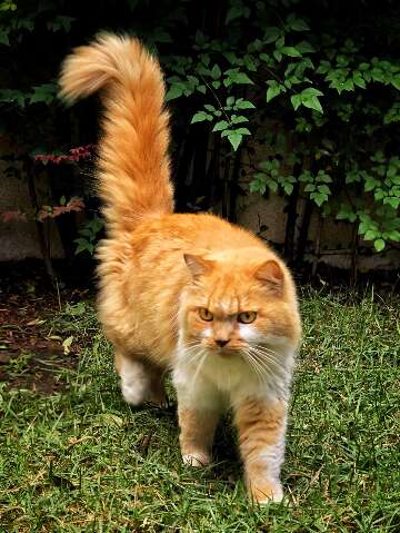 Gato encontrado em Tiradentes busca dono em Campo Grande