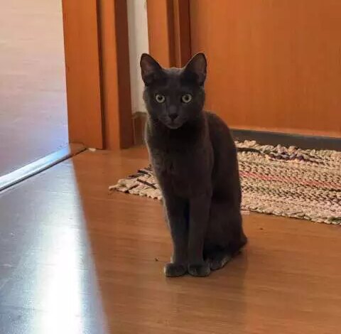 Gata Frida desaparece em Campo Grande; família busca ajuda