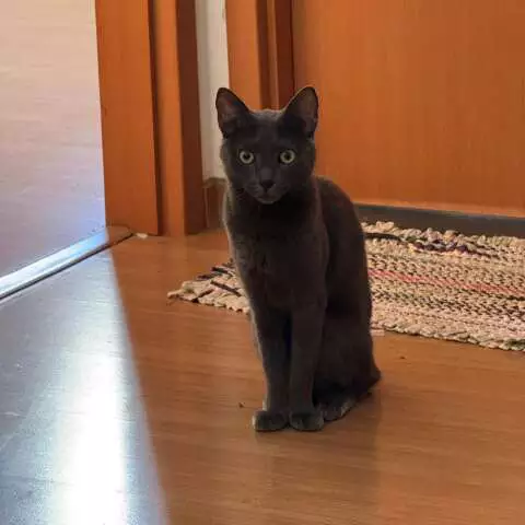 Gata Frida desaparece em Campo Grande; família busca ajuda