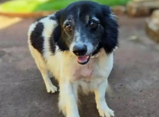 Bolota: cão idoso resgatado busca novo lar em Campo Grande