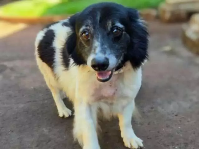 Bolota: cão idoso resgatado busca novo lar em Campo Grande