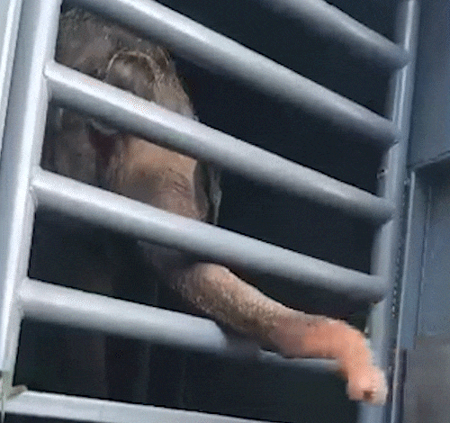 Baby, elefante de 34 anos, passa por MS rumo aos santuários