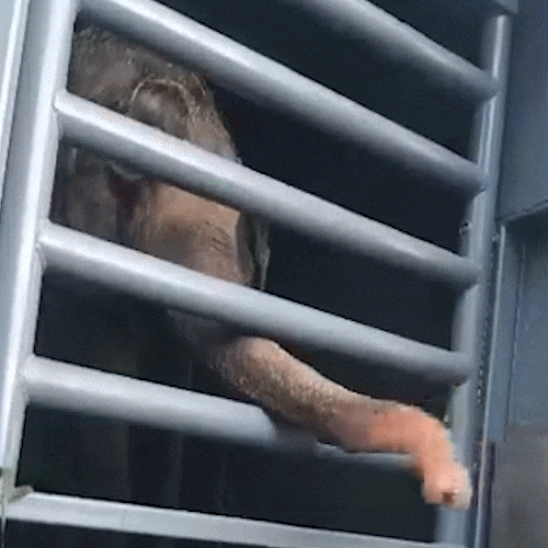 Baby, elefante de 34 anos, passa por MS rumo aos santuários