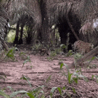 Filhote de onça-pintada Surya aparece pela 1ª vez no Pantanal