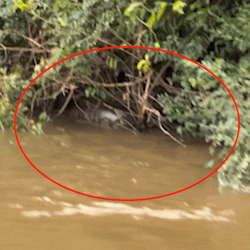 Sucuri de 6 metros é flagrada em digestão no Rio Dourado, MS