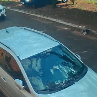 Gato é atropelado e motorista foge sem prestar socorro em CG