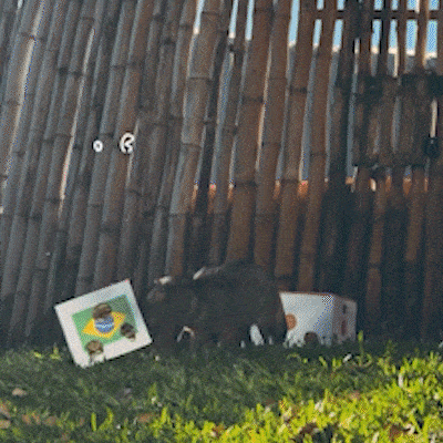 Cachorra-do-mato prevê vitória do Brasil sobre o Japão