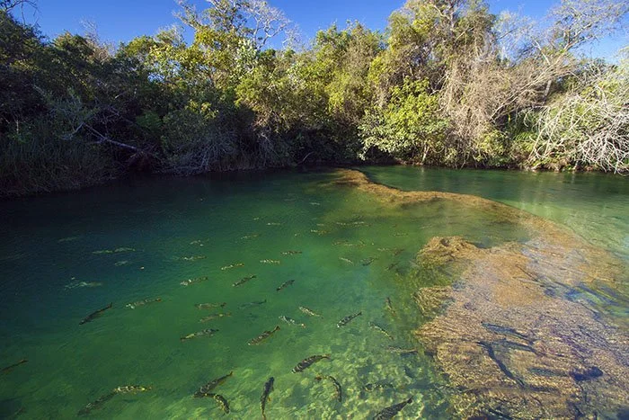 Cientistas monitoram qualidade da água em rios de Bonito