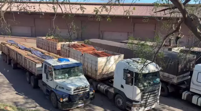 Operação apreende 260t de madeira suspeita de esconder cocaína