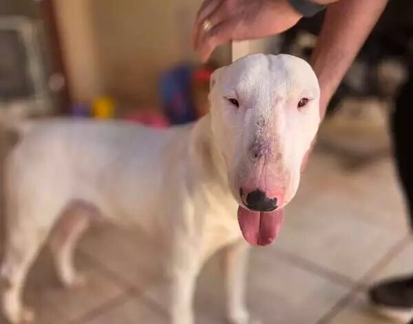 Cão resgatado em padaria de Campo Grande procura tutor
