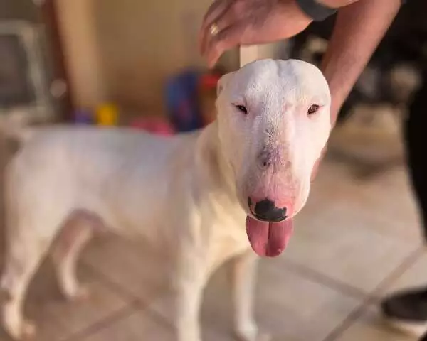 Cão resgatado em padaria de Campo Grande procura tutor