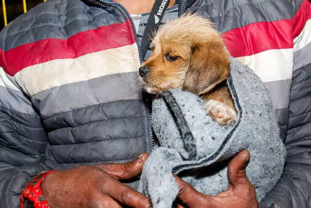 Campo Grande lança campanha ‘Cobertor Pet’ para animais