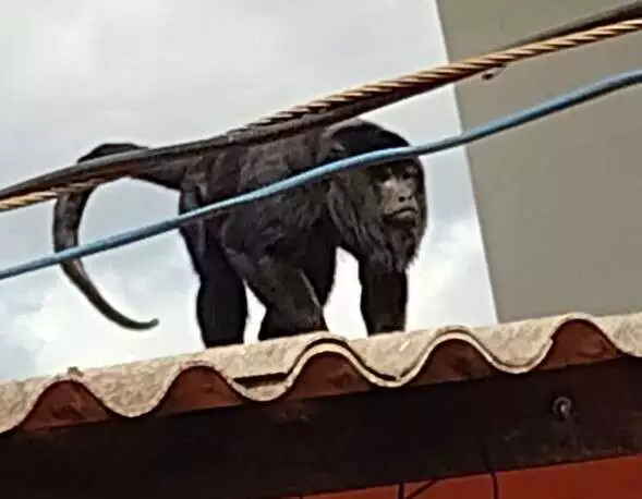 3 animais de MS na lista de espécies ameaçadas do Brasil