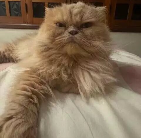 Gato persa desaparece em Campo Grande; família pede ajuda