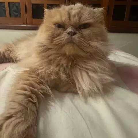 Gato persa desaparece em Campo Grande; família pede ajuda