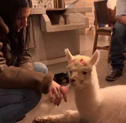 Ana Castela apresenta Odete, sua nova alpaca de hóspedes