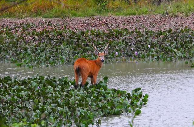 Pantanal segue em crise hídrica severa em 2025, aponta MapBiomas
