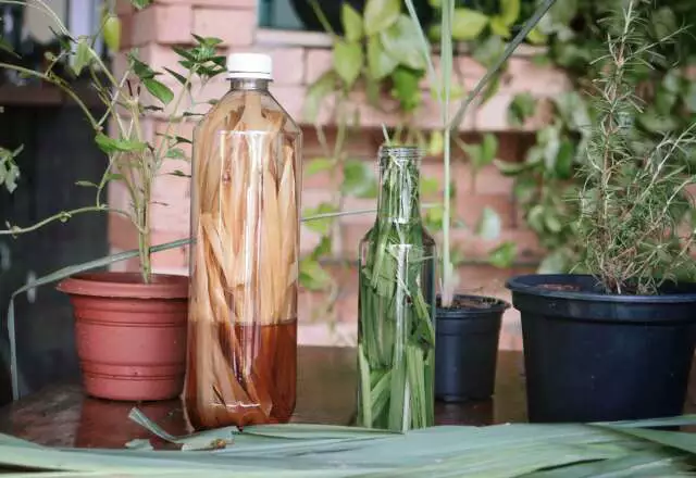5 plantas que repelem mosquitos naturalmente em casa