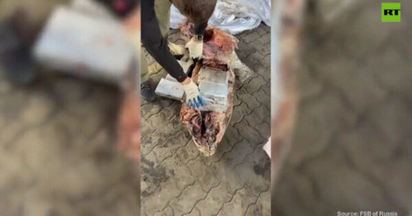 Rússia apreende carregamento gigantesco de cocaína escondido em peixe congelado FSB